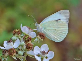 Byk Beyazmelek  (Pieris brassicae)