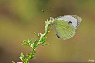 Byk Beyazmelek  (Pieris brassicae)
