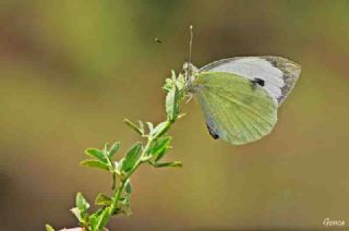 Byk Beyazmelek  (Pieris brassicae)