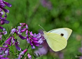 Byk Beyazmelek  (Pieris brassicae)