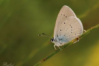 Mavi Osiris (Cupido osiris)