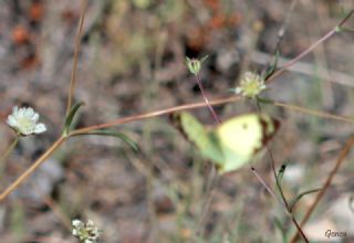 Gzel Azamet (Colias alfacariensis)