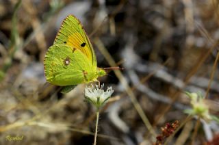 Gzel Azamet (Colias alfacariensis)