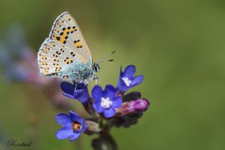 Anadolu Gelincii (Tomares nogelii)