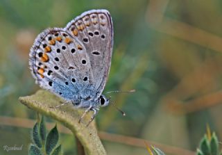 Anadolu Esmergz (Plebejus modicus)