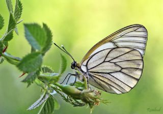 Al Beyaz (Aporia crataegi)