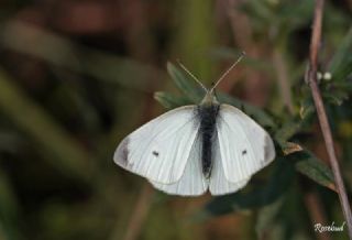 Kk Beyazmelek (Pieris rapae)