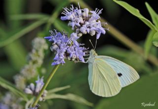 Kk Beyazmelek (Pieris rapae)