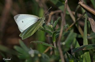 Kk Beyazmelek (Pieris rapae)