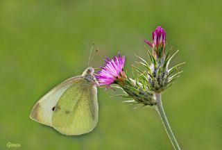 Kk Beyazmelek (Pieris rapae)