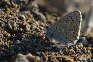okgzl Kk Turan Mavisi (Polyommatus cornelius)