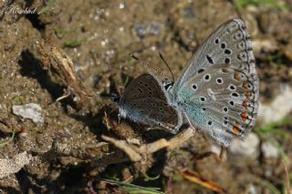okgzl Kk Turan Mavisi (Polyommatus cornelius)