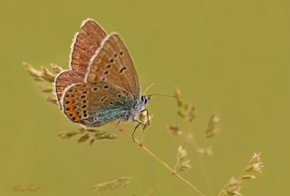 okgzl Geranium Mavisi (Aricia eumedon)