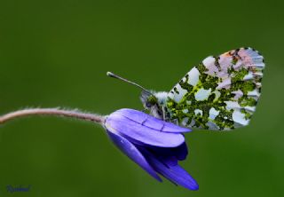 Turuncu Ssl (Anthocharis cardamines)