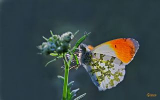 Turuncu Ssl (Anthocharis cardamines)
