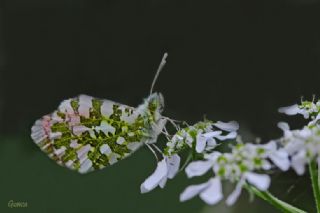 Turuncu Ssl (Anthocharis cardamines)