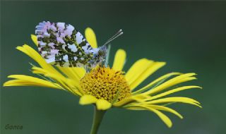 Turuncu Ssl (Anthocharis cardamines)