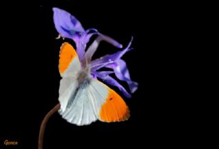 Turuncu Ssl (Anthocharis cardamines)