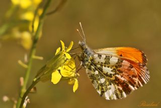 Turuncu Ssl (Anthocharis cardamines)
