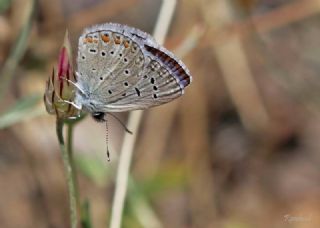 okgzl Kk Turan Mavisi (Polyommatus cornelius)