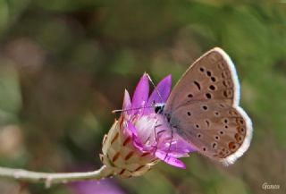 okgzl Kk Turan Mavisi (Polyommatus cornelius)