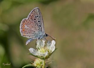 okgzl Kk Turan Mavisi (Polyommatus cornelius)