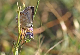 okgzl Anadolu illi Mavisi (Polyommatus ossmar)