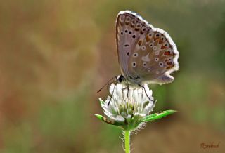 okgzl Anadolu illi Mavisi (Polyommatus ossmar)