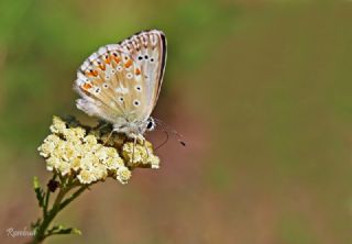 okgzl Anadolu illi Mavisi (Polyommatus ossmar)