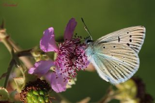 okgzl Poseydon Mavisi (Polyommatus poseidon)