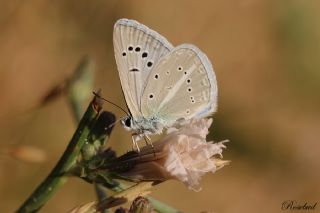 okgzl Poseydon Mavisi (Polyommatus poseidon)