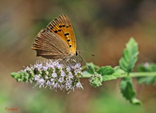 Benekli Bakr Gzeli (Lycaena phlaeas)