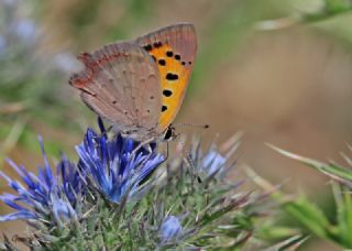 Benekli Bakr Gzeli (Lycaena phlaeas)