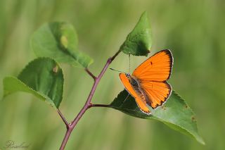 Byk Bakr Gzeli (Lycaena dispar)