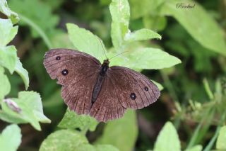 Kara Hayalet (Minois dryas)