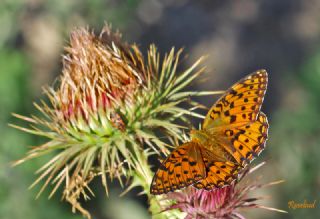 Gzel nci (Argynnis aglaja)