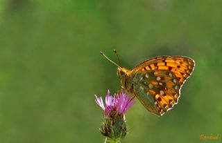 Gzel nci (Argynnis aglaja)