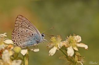 okgzl Amanda (Polyommatus amandus)