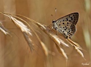 sli Bakr Gzeli (Lycaena tityrus)