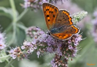 sli Bakr Gzeli (Lycaena tityrus)