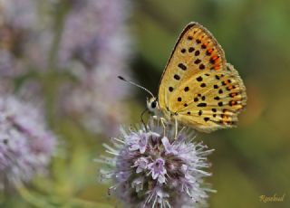 sli Bakr Gzeli (Lycaena tityrus)