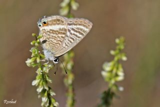 Lampides (Lampides boeticus)
