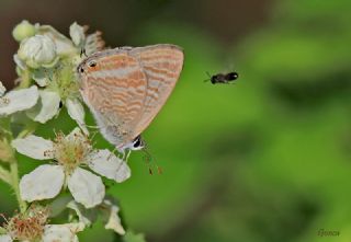 Lampides (Lampides boeticus)
