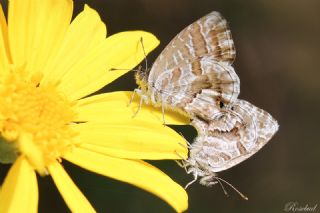 Sardunya Zebras, Geranyum Bronzu (Cacyreus marshalli)