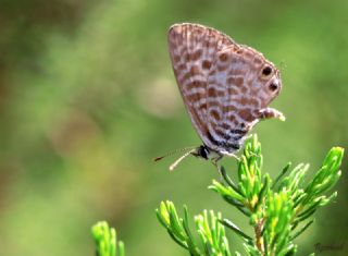 Mavi Zebra (Leptotes pirithous)