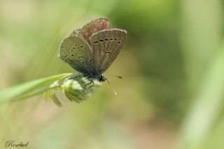 Minik Kupid (Cupido minimus)