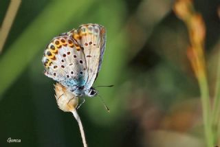 Gm Lekeli Esmergz (Plebejus argus)