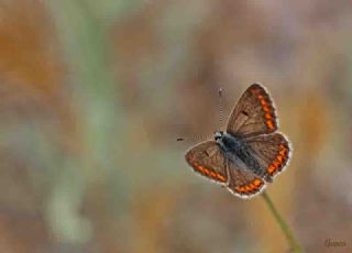 okgzl Esmer (Aricia agestis)