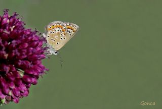 okgzl Mavi (Polyommatus icarus)