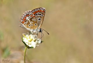 okgzl Esmer (Aricia agestis)